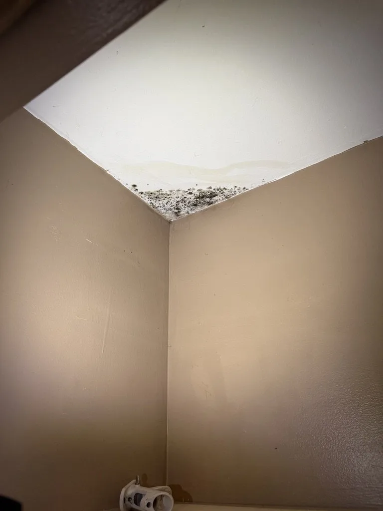 Mold in Your Apartment and Your Landlord Won't Fix It? What Michigan Renters Should Do